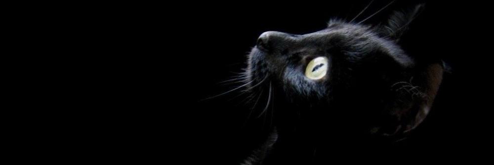 AngelicaQDLC's profile banner image