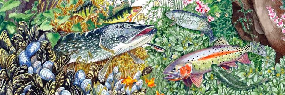 Western Confluence banner