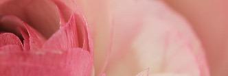 forsales2's profile banner image