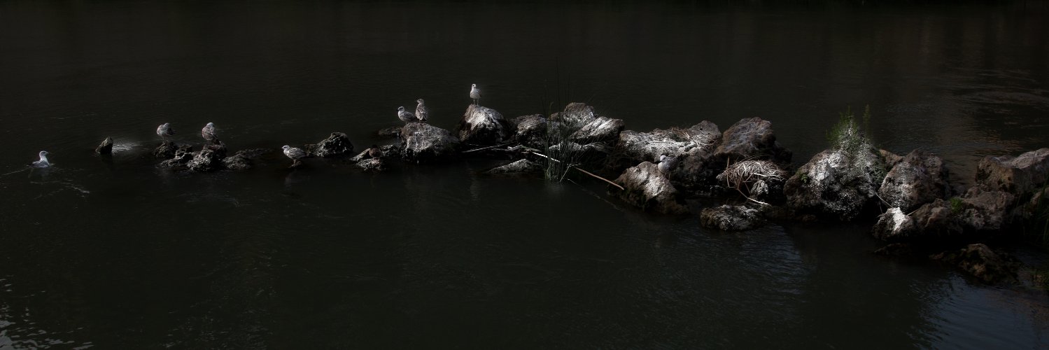 randomista88's profile banner image