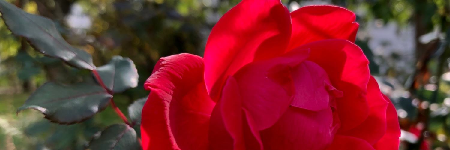 Carolyn Mitchell banner