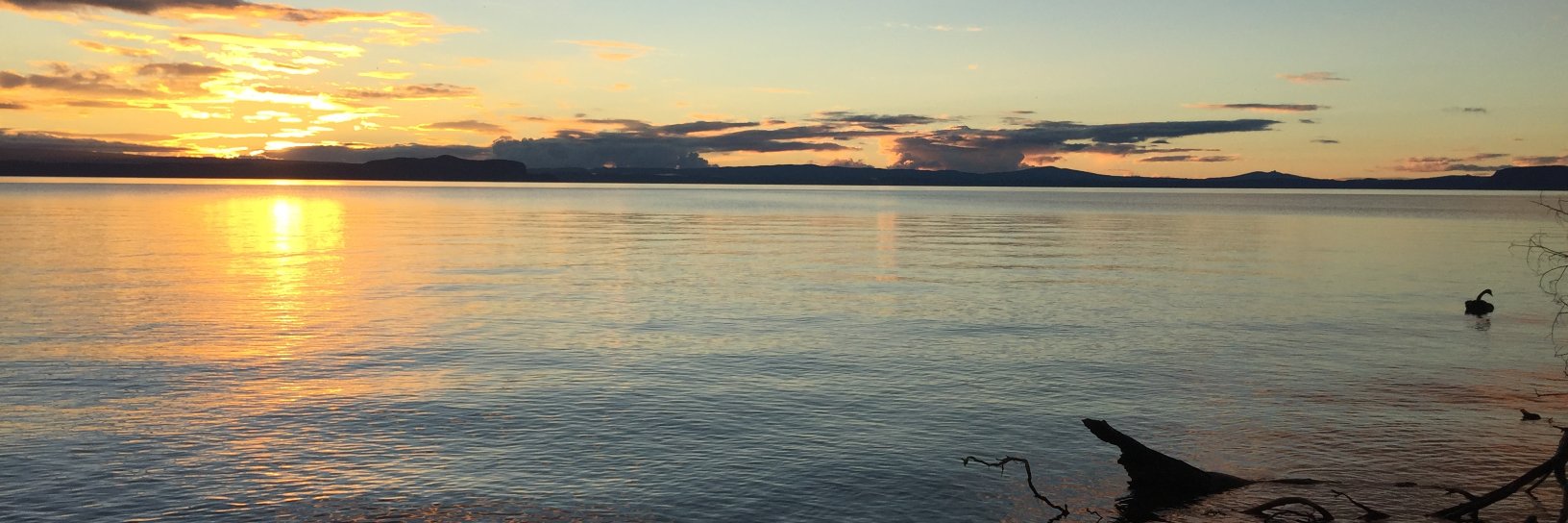 cleaner_fish's profile banner image