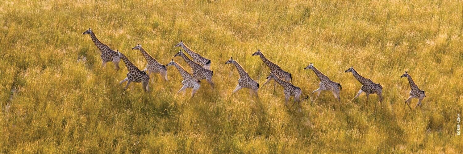 ThomsonSafaris's profile banner image