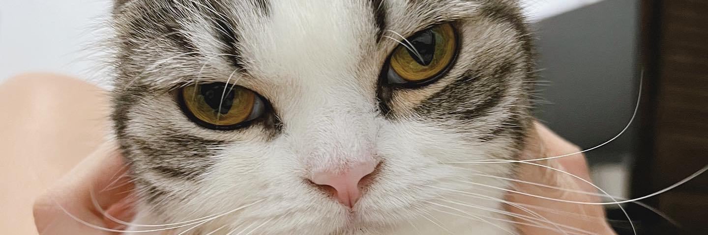 onusty's profile banner image