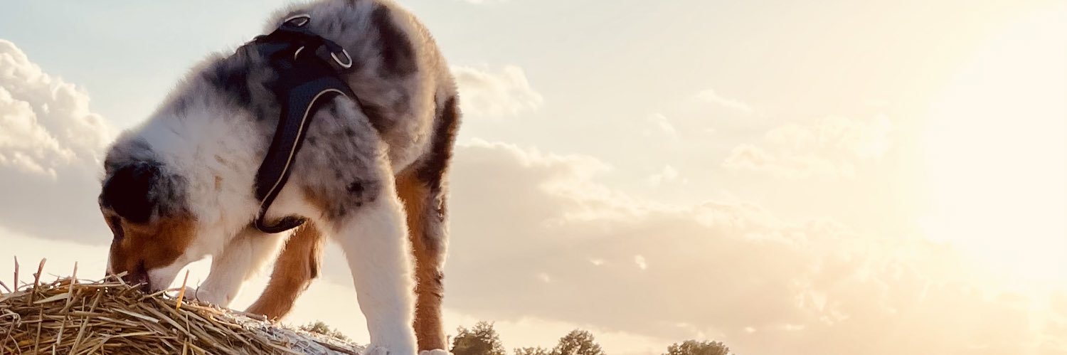 oevinchen93's profile banner image