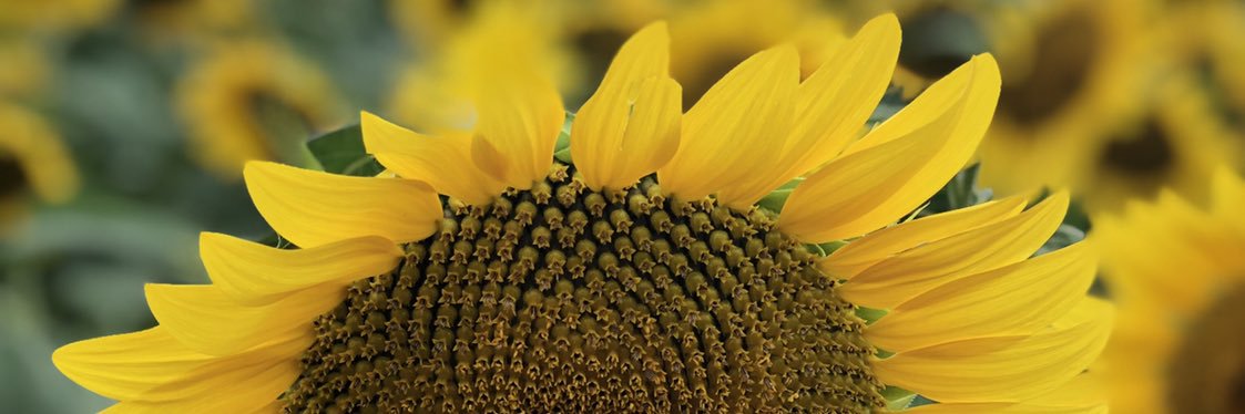 Sharon Stockmann banner