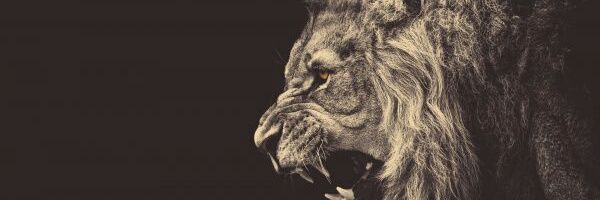 _guiazribeiro's profile banner image