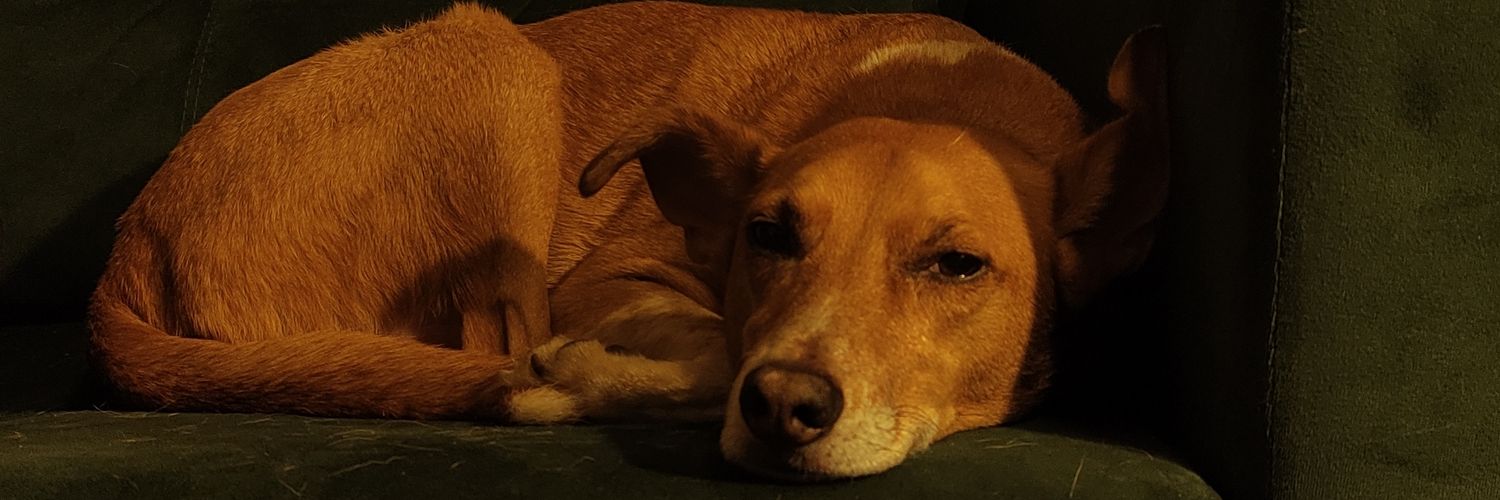 zombiedog banner