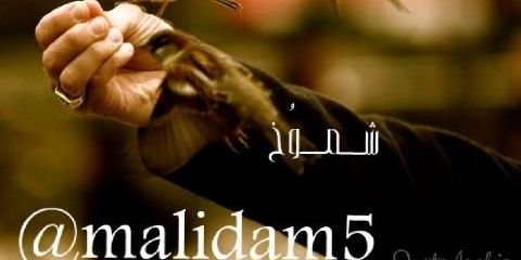 malidam5's profile banner image