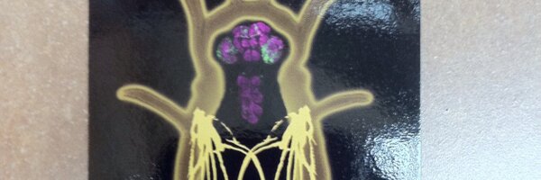 Goodflies Profile Banner