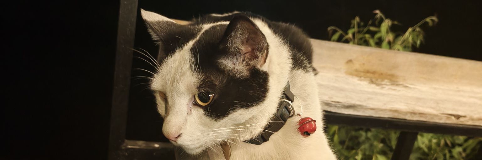 noomamiaw's profile banner image