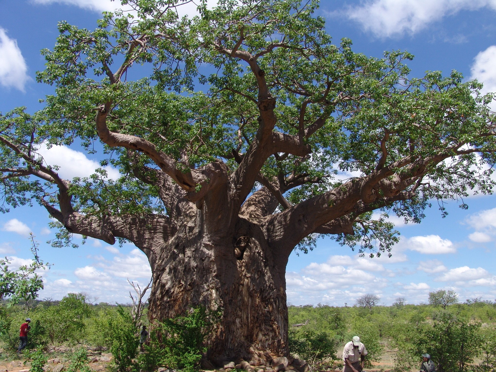 CPHB Plant Health banner