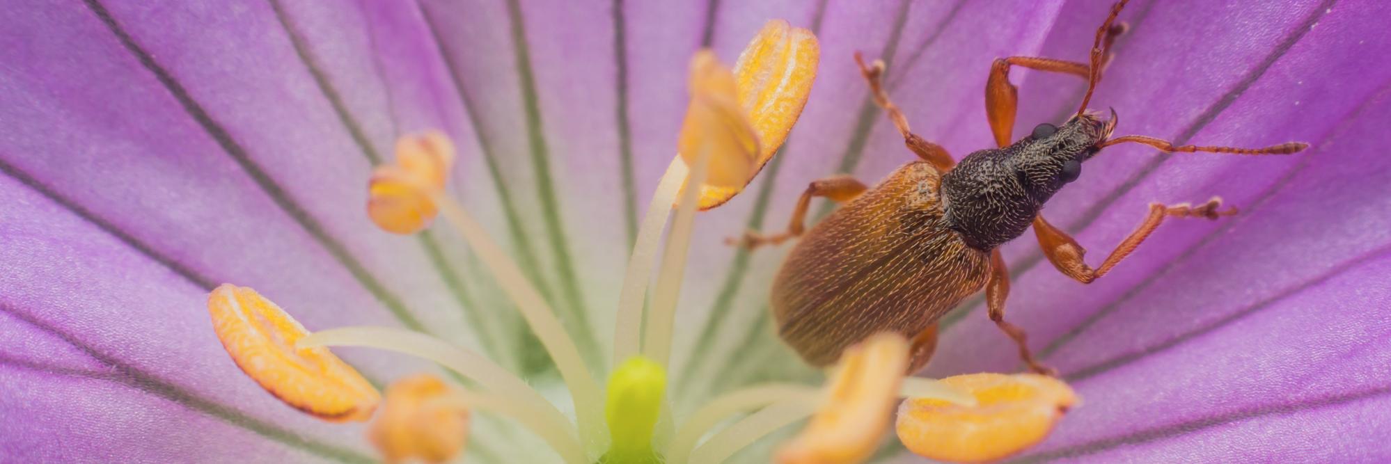 🐝🌻Nash Turley🌻🐝 banner