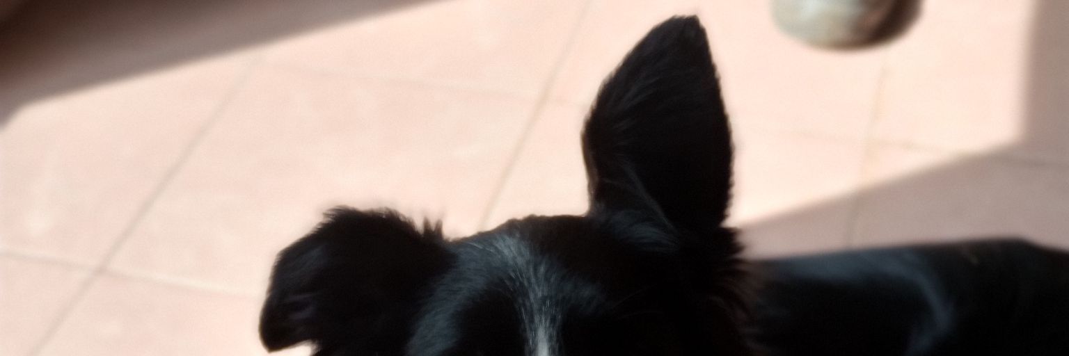 moregalarza1's profile banner image