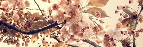 Cindyreella's profile banner image