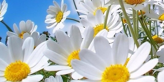 DaisyJems's profile banner image