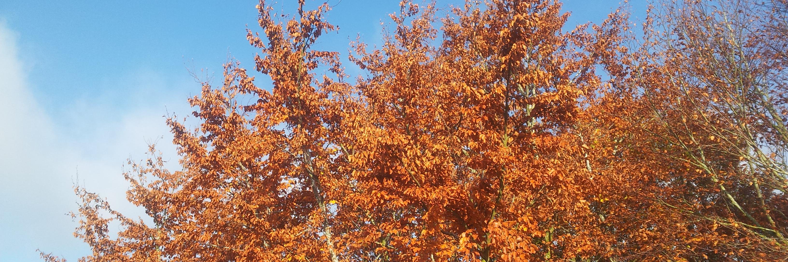 RedGrouper #FBPE 🇪🇺 🏴󠁧󠁢󠁳󠁣󠁴󠁿 🇮🇪 🕷 banner