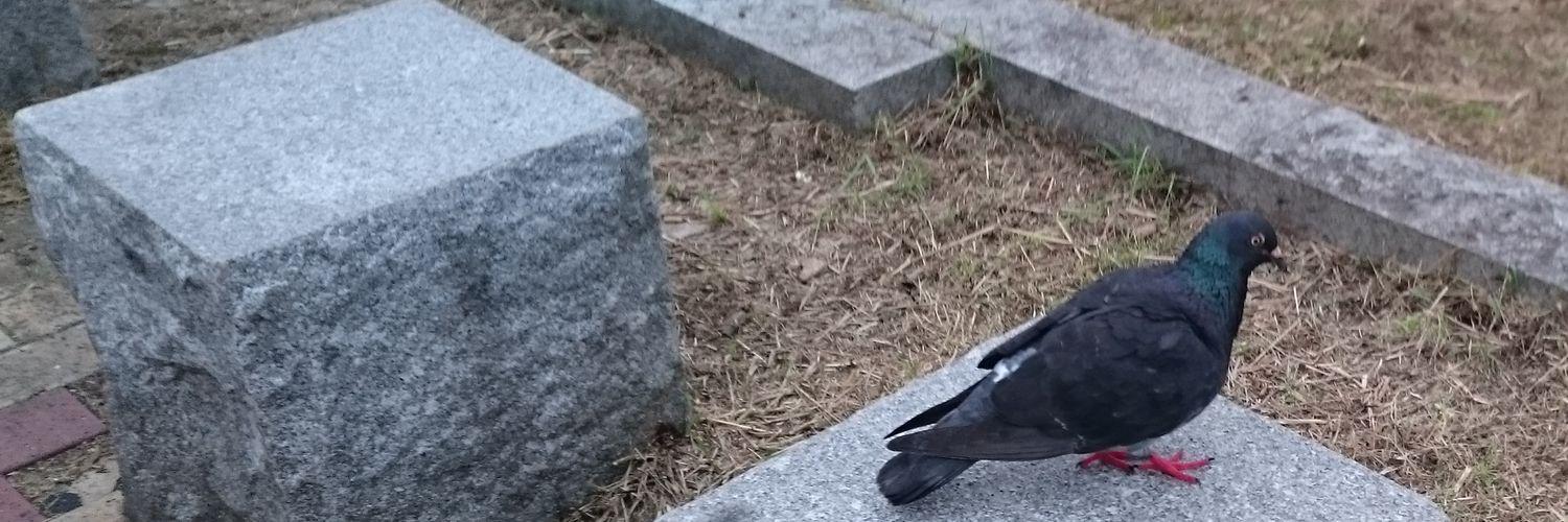 lostshoeice's profile banner image