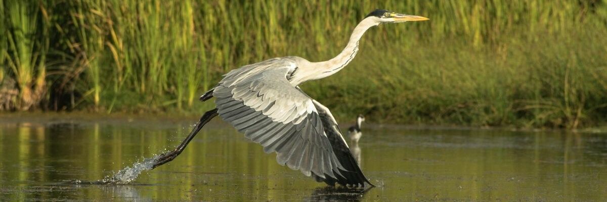 laquerie's profile banner image