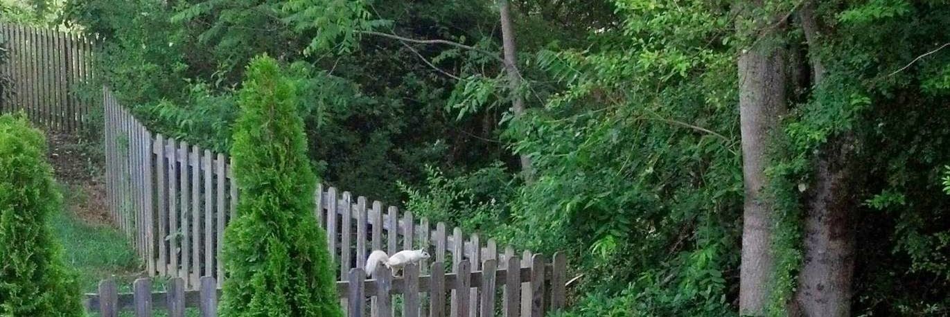 Lisa 🇺🇲 🪻🌷🐘🦁🍦 banner