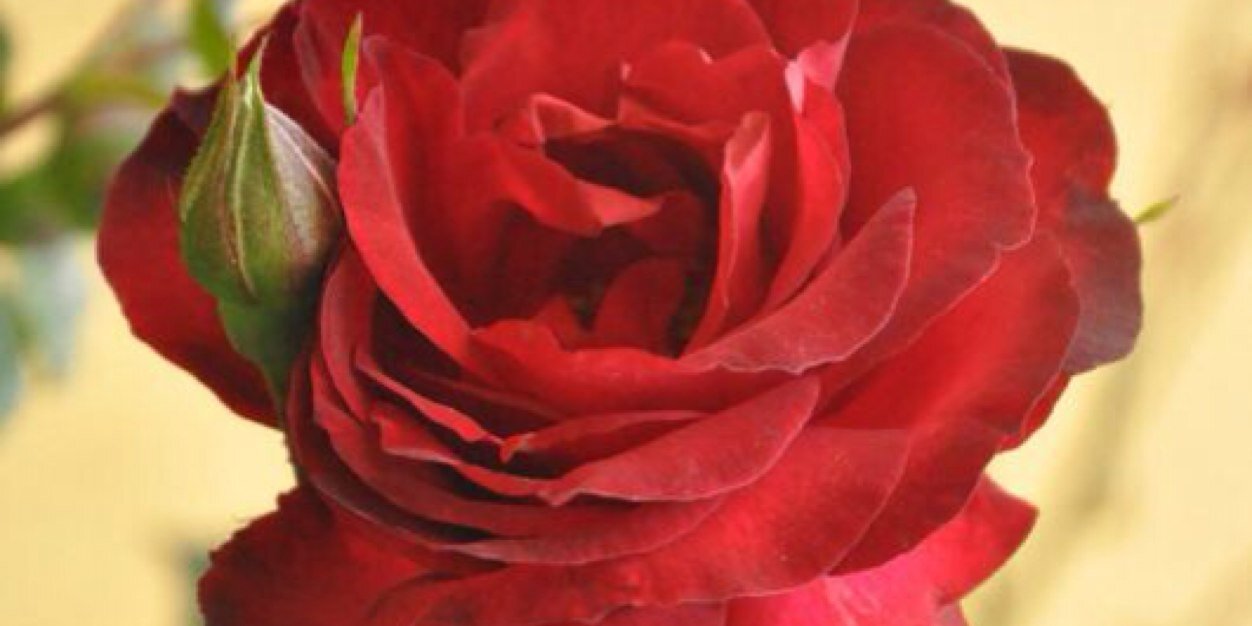MirzaHawra's profile banner image