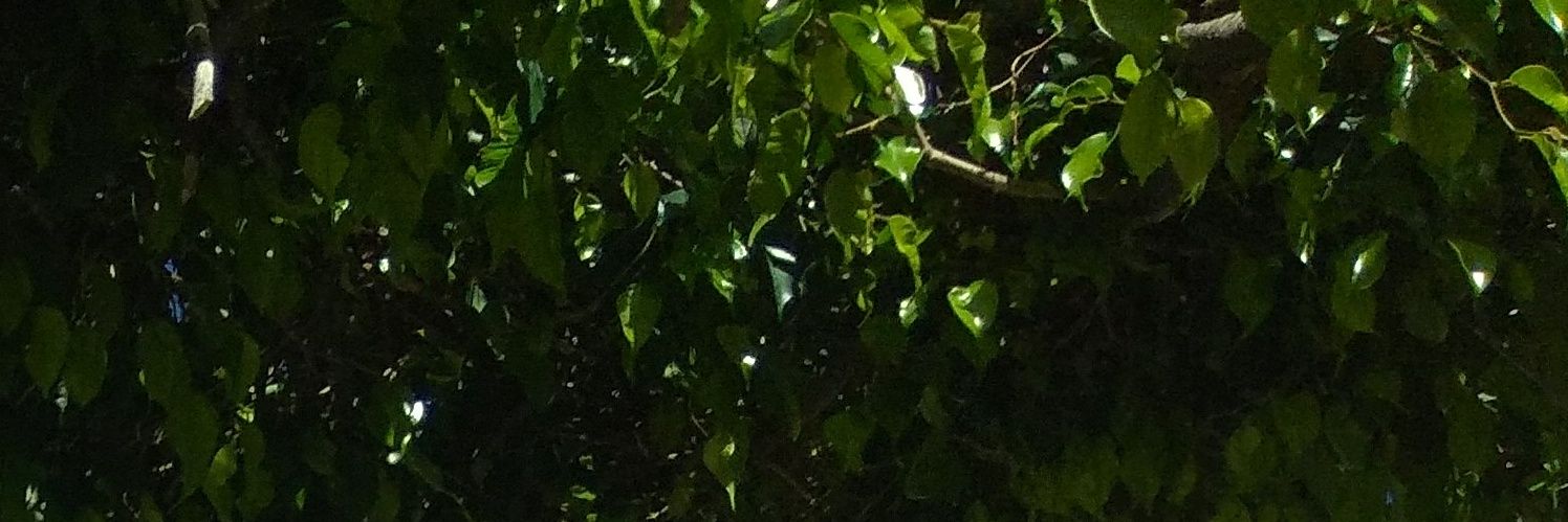 MaricruzRO21's profile banner image