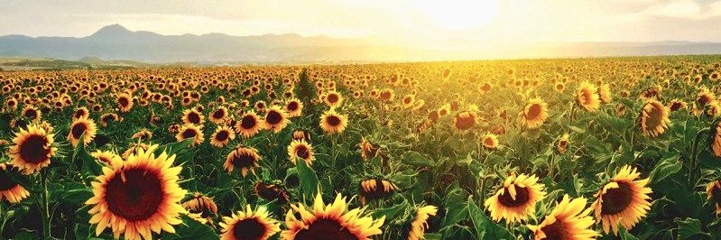alliemblake's profile banner image