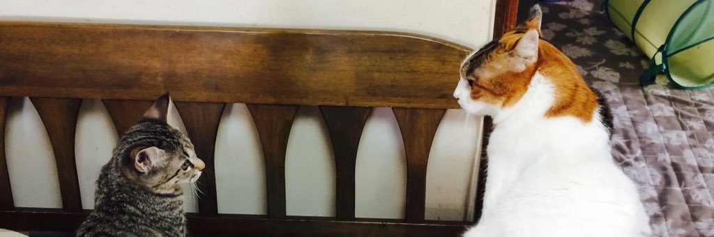 1008mnky's profile banner image