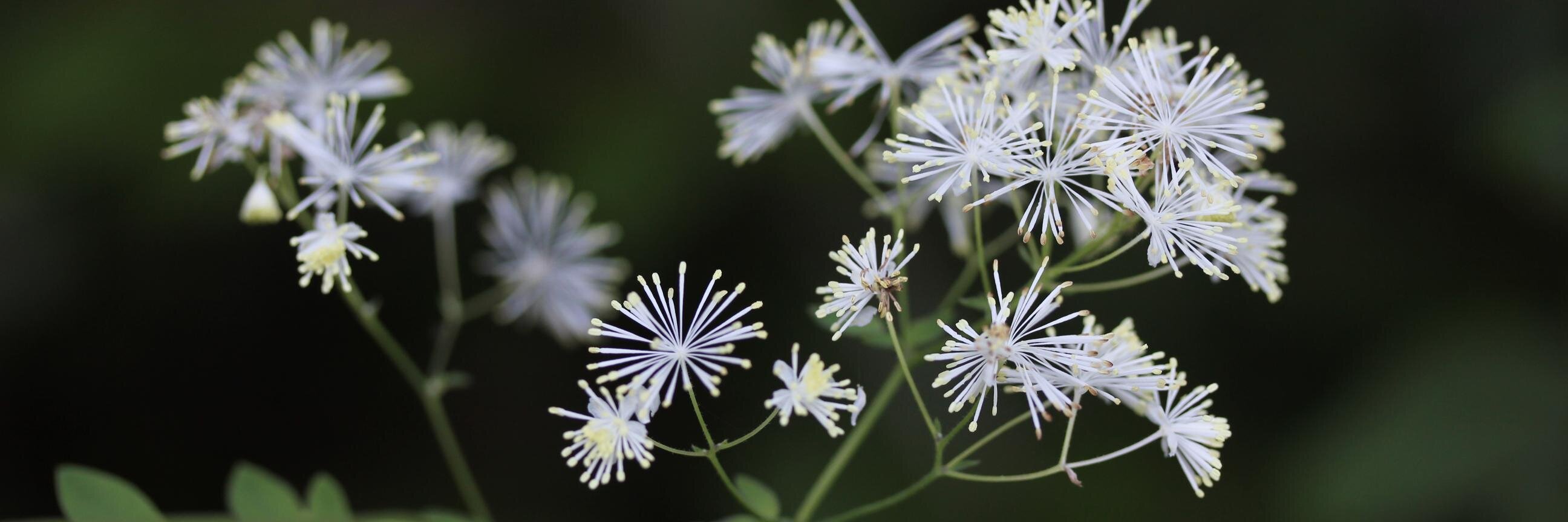 Simon Joly (@simjoly.bsky.social) banner