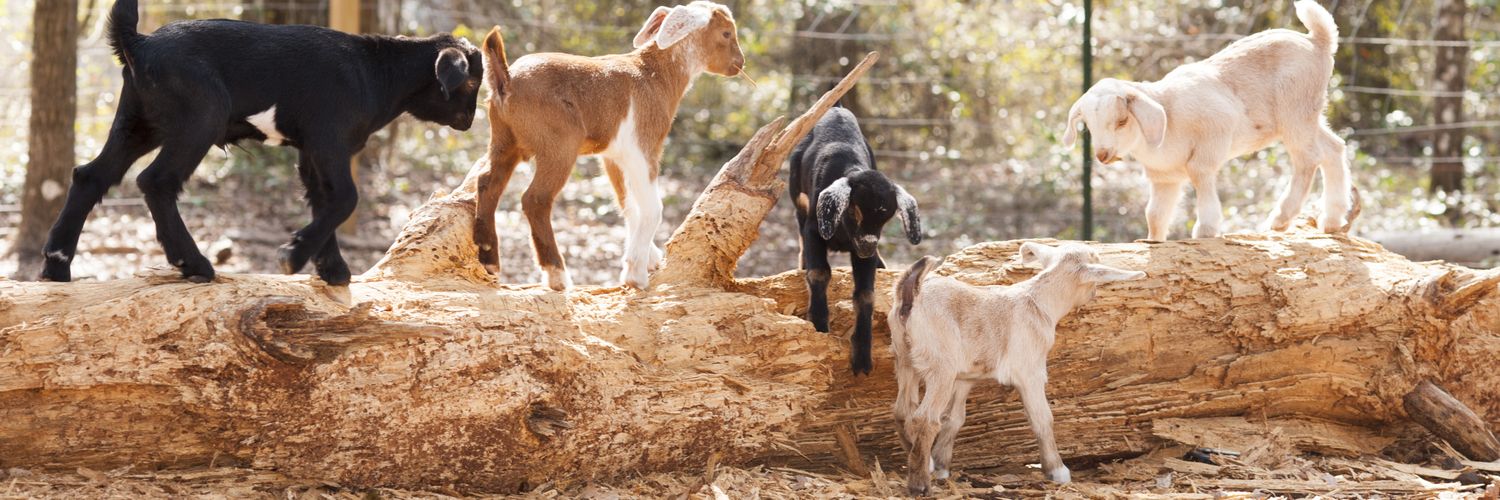nerdygirlfarm's profile banner image