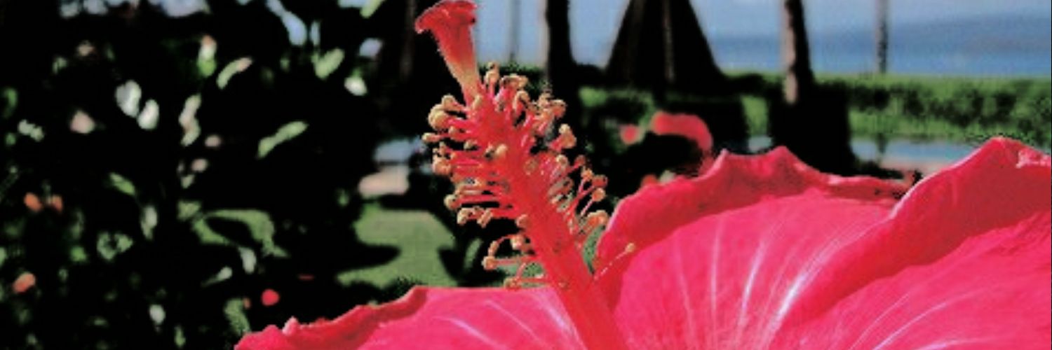 allena banner