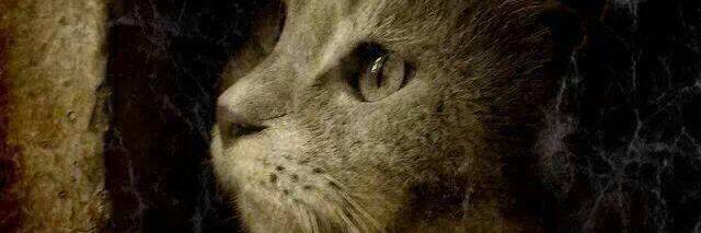 gatoconhache's profile banner image