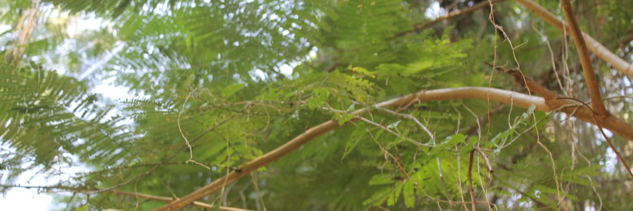 CaTiyani's profile banner image