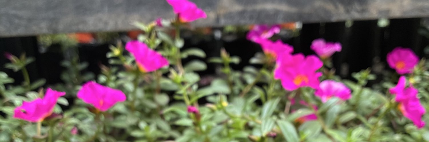 linda banner