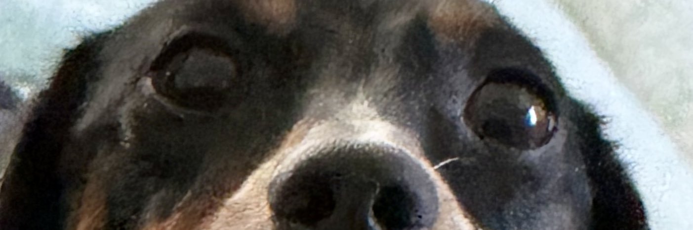 just_a_pupper's profile banner image