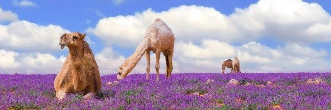 mamd_5's profile banner image