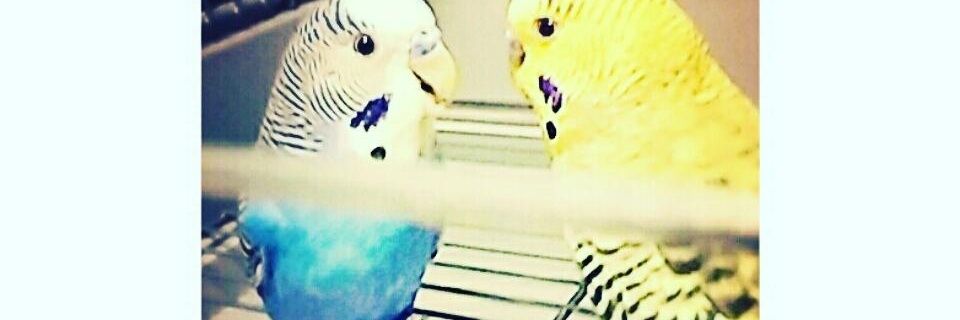 GurlWitSwag's profile banner image