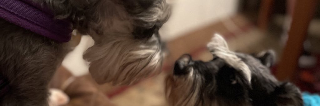 Coco & Skippy Mini Schnauzers banner