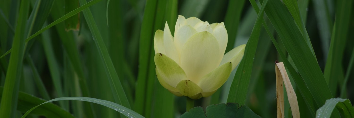 Rese Cloyd 🏳️‍🌈🌻🥾🚣‍♀️ banner