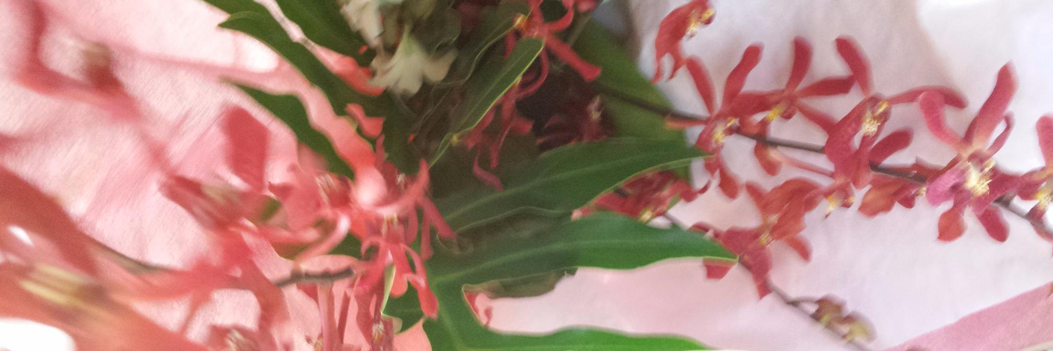 Zoi Triandafilidis banner