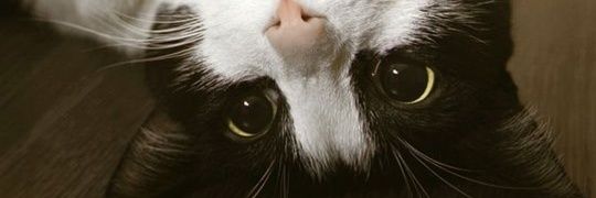 maudinacinta's profile banner image