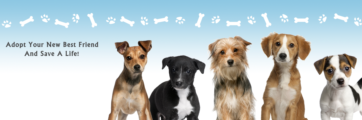codarnj's profile banner image