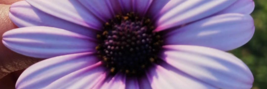 cari_gaut's profile banner image