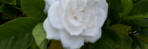 jodieandre Profile Banner