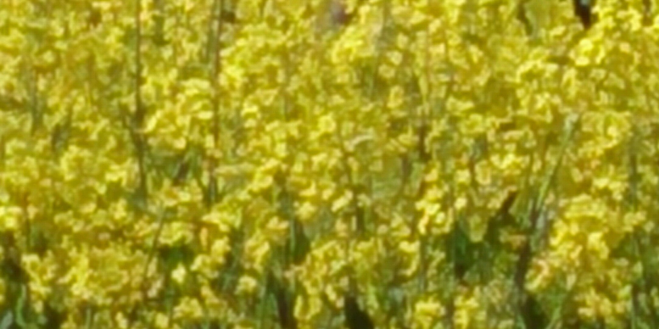 martin jordan banner