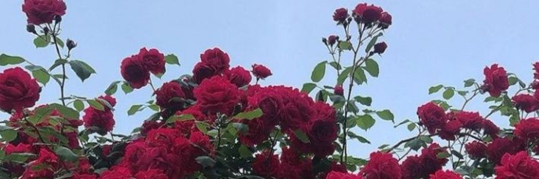 Charii🦖 banner