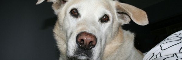 DomainPalooza Profile Banner