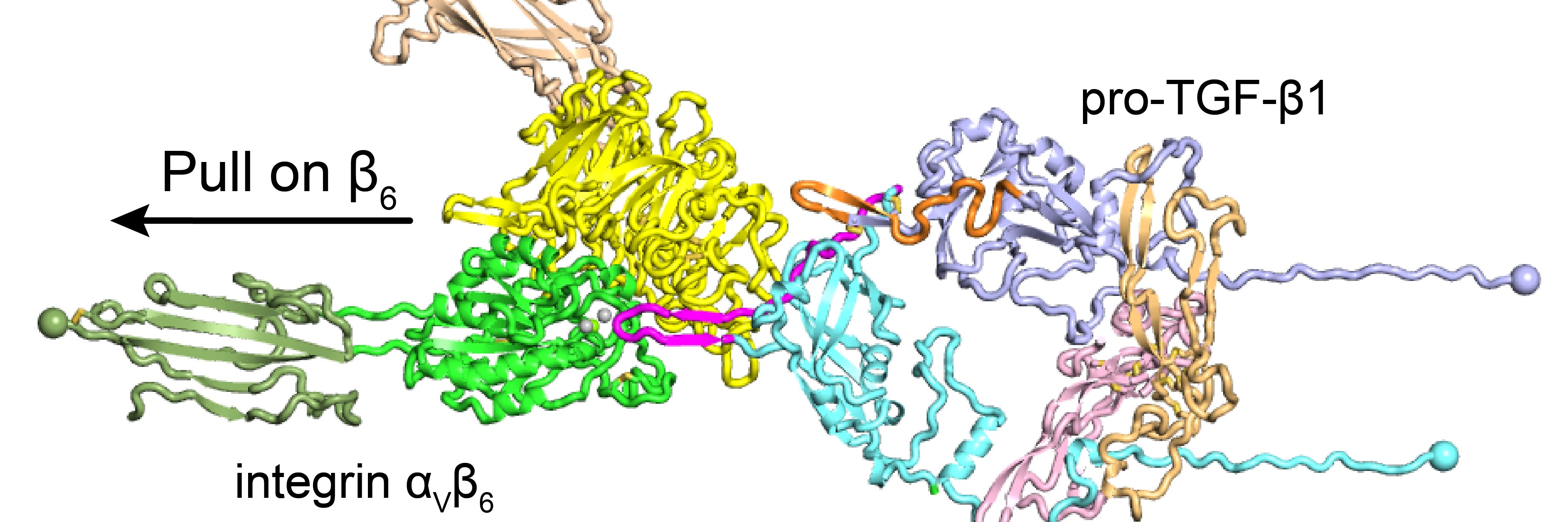 Tim Springer Lab banner