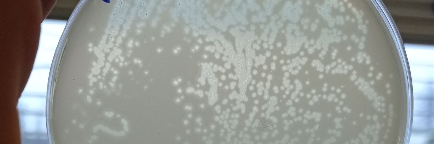 Danni_Bicho's profile banner image