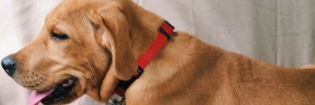 Laneneu's profile banner image